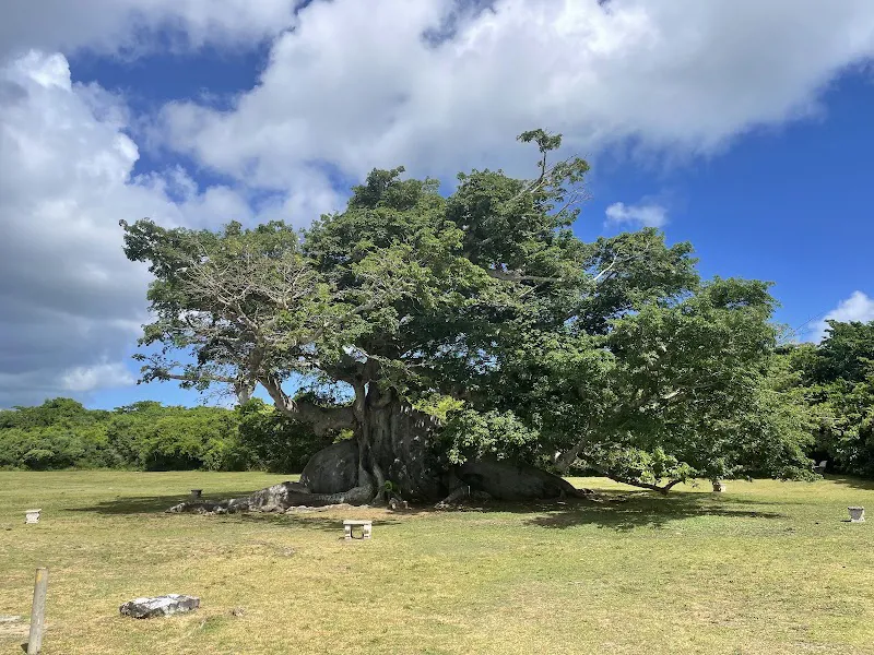 Parque de la Ceiba de Vieques Reserva Natural