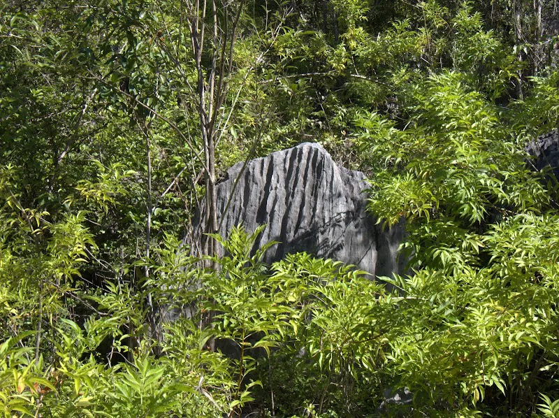 Bosque Rocoso de Piedra