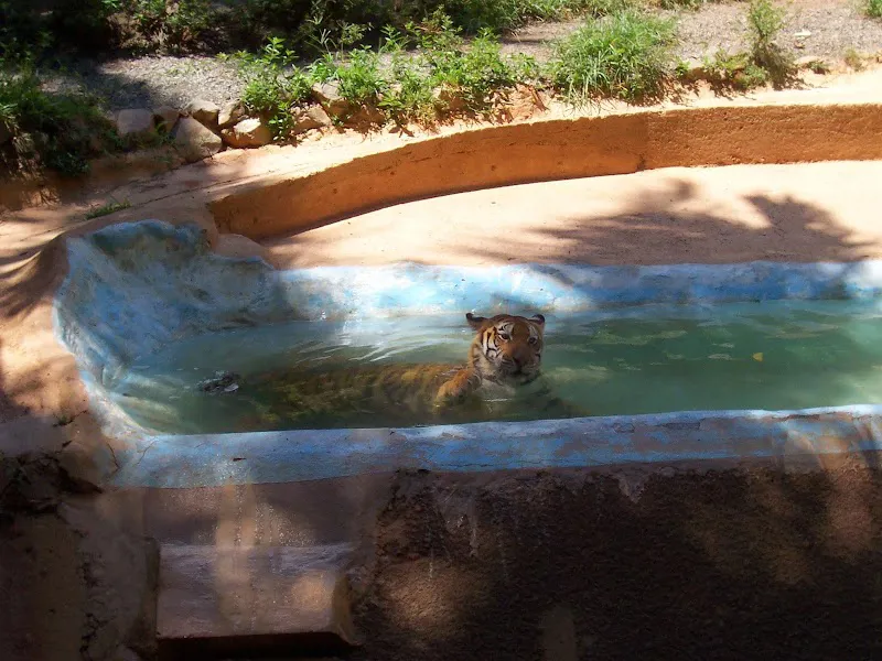 Zoológico de Puerto Rico Dr. Juan A. Rivero